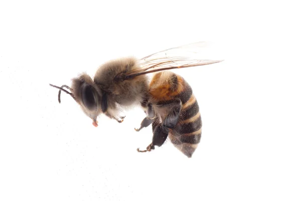 Böcek bee — Stok fotoğraf