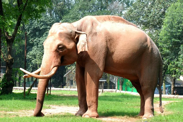 Zvířat slon — Stock fotografie