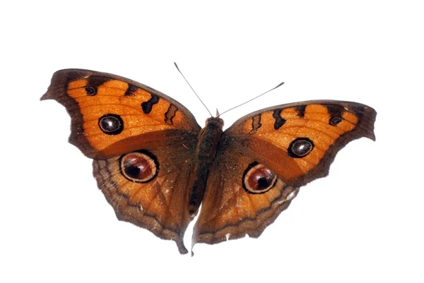 Peacock pansy butterfly, Junonia almana — Stock Photo, Image