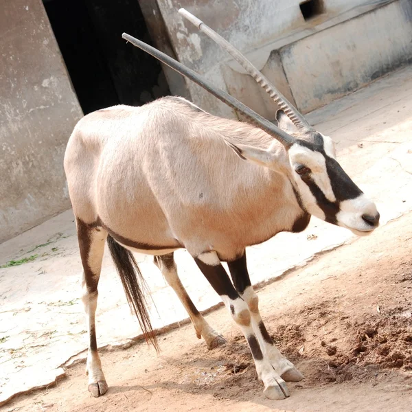 Африканських тварин oryx gemsbok — стокове фото