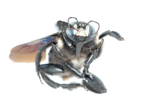蜂マルハナバチ — ストック写真