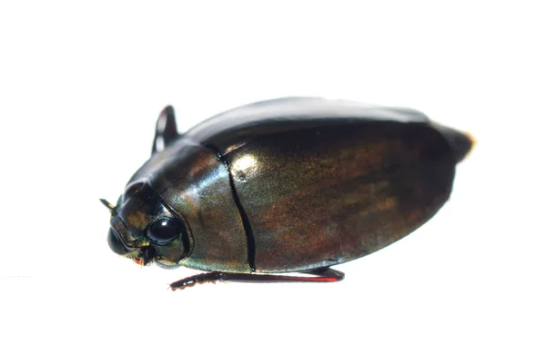 Insect whirligig beetle — Stock Photo, Image