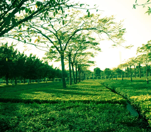 Zielone drzewo i trawa — Zdjęcie stockowe