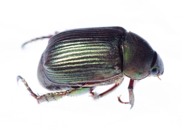 Scarabeo scarabeo — Foto Stock