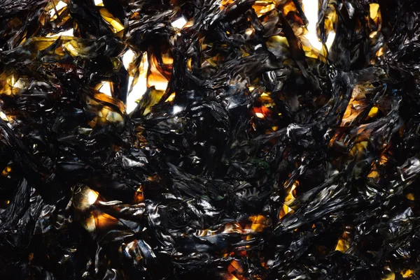 Seaweed kelp — Stock Photo, Image
