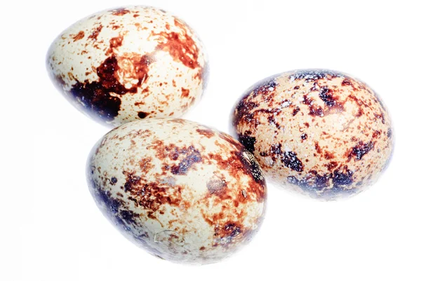 메 추 라 기 새 계란 분리 — 스톡 사진