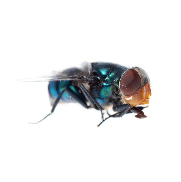 Зелёная муха — стоковое фото