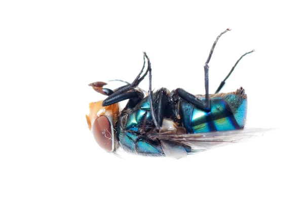 Greenbottle fly — Stockfoto