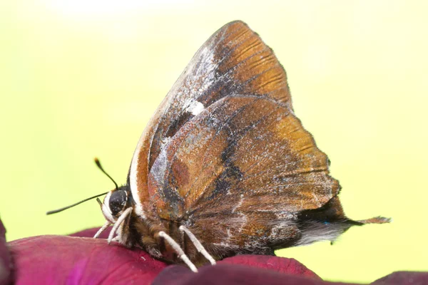 Серебряная полоса бабочки — стоковое фото