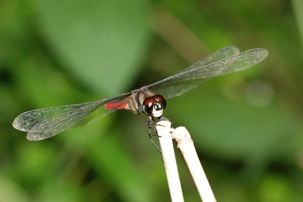 Insect dragonfly — Stockfoto