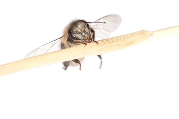 Insektenbiene — Stockfoto