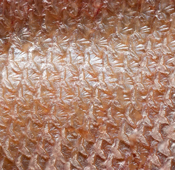 Рыбная чешуя — стоковое фото