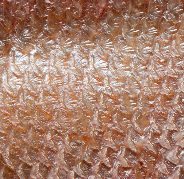 Fish scale — Stock Photo, Image