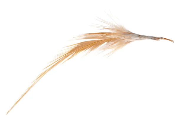 Перо птичьего крыла — стоковое фото