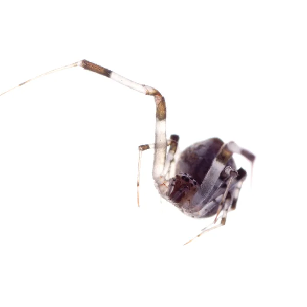 Hayvan örümcek — Stok fotoğraf