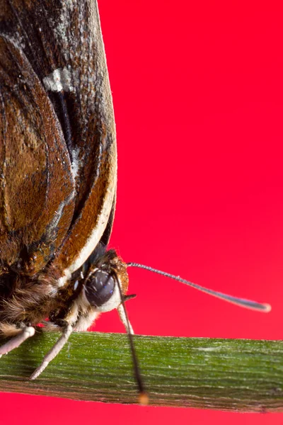 Бабочка на красном фоне — стоковое фото