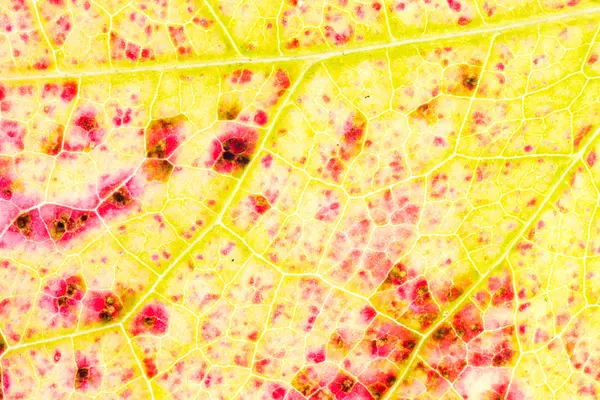 秋の葉のテクスチャの詳細 — ストック写真