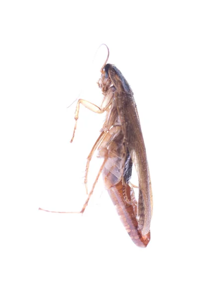 Insecto cucaracha insecto con bolsa de huevo — Foto de Stock