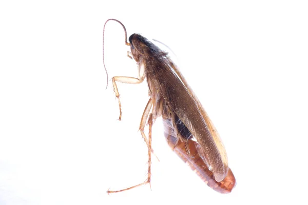 Insektenschabe Käfer mit Eierbeutel — Stockfoto