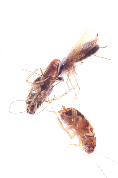 Elhalt rovar csótány bug — Stock Fotó