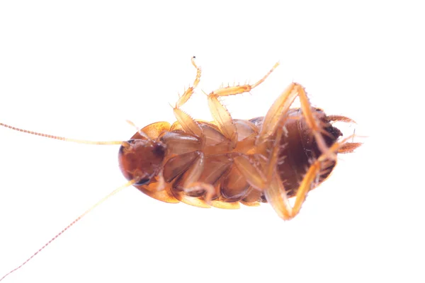 Inseto inseto baratas bug — Fotografia de Stock