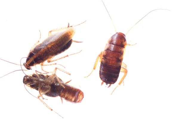 Insetto scarafaggio bug morto — Foto Stock