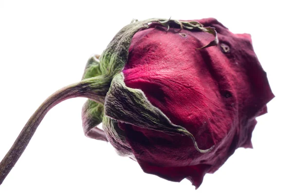 Suchý růže — Stock fotografie