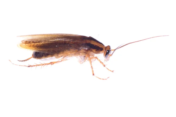 Insekt kackerlacka bugg — Stockfoto