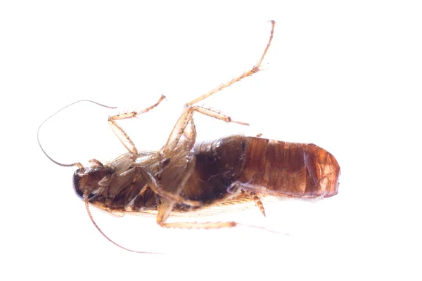 Insetto scarafaggio bug con sacchetto di uova — Foto Stock