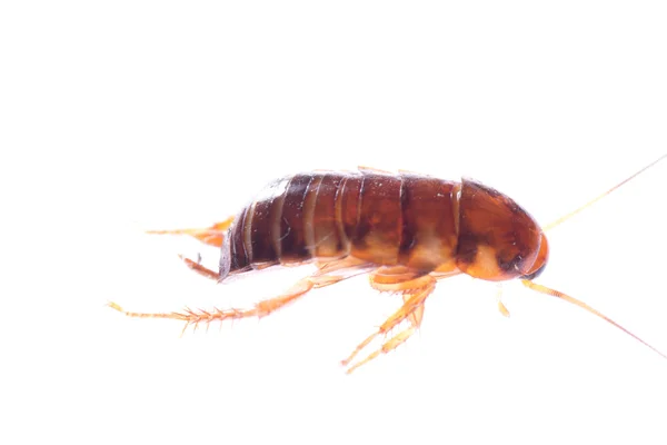 Insetto scarafaggio bug — Foto Stock