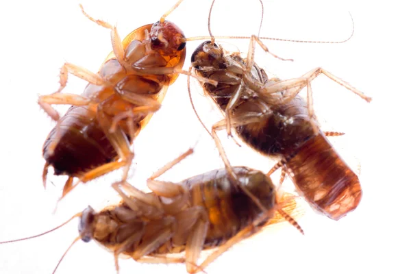 Karaluch martwych owadów błędów — Zdjęcie stockowe