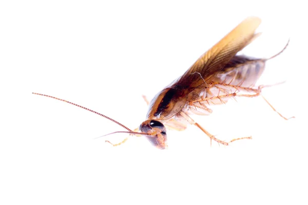 昆虫蟑螂 bug — 图库照片