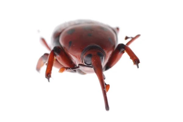 바 구미 주 둥이 딱정벌레 — 스톡 사진