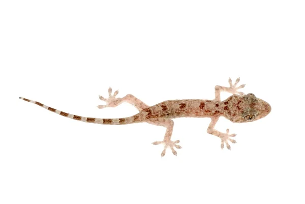 Gecko chinês animal — Fotografia de Stock