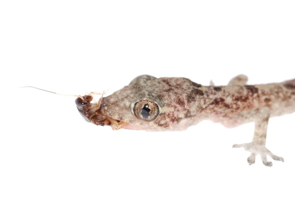Gecko babe eten roach geïsoleerd — Stockfoto