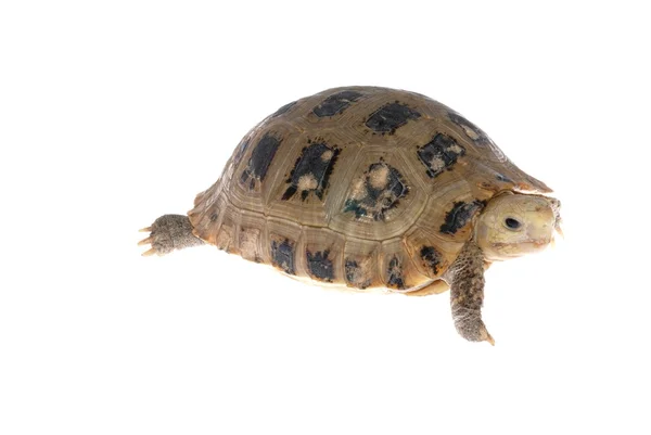 Черепаха-животное — стоковое фото