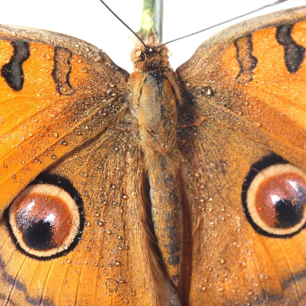 Tavuskuşu homo kelebek, junonia almana — Stok fotoğraf
