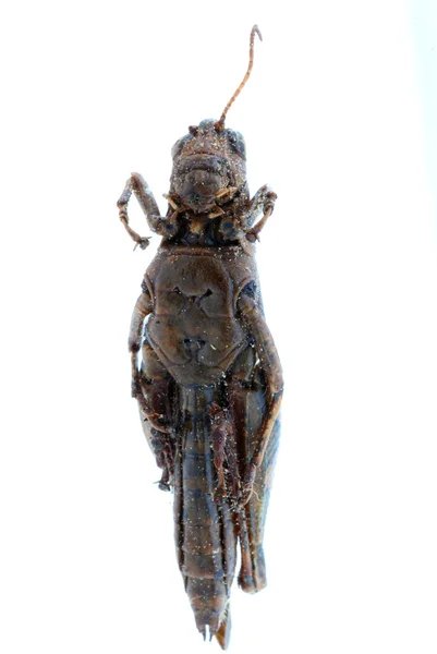Insekt gräshoppa bugg — Stockfoto