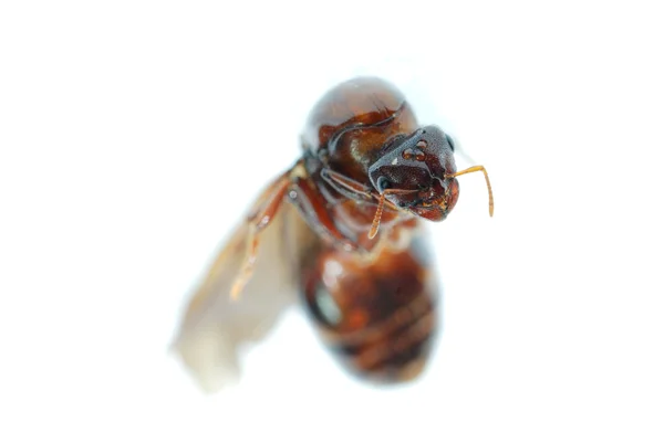 Комаха королеви мурашок макро ізольована — стокове фото
