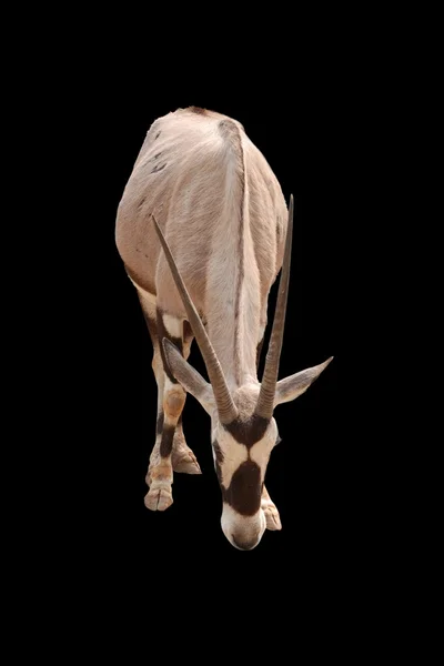 Oryx africain gemsbok isolé — Photo