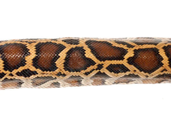 보아 뱀 스킨 — 스톡 사진