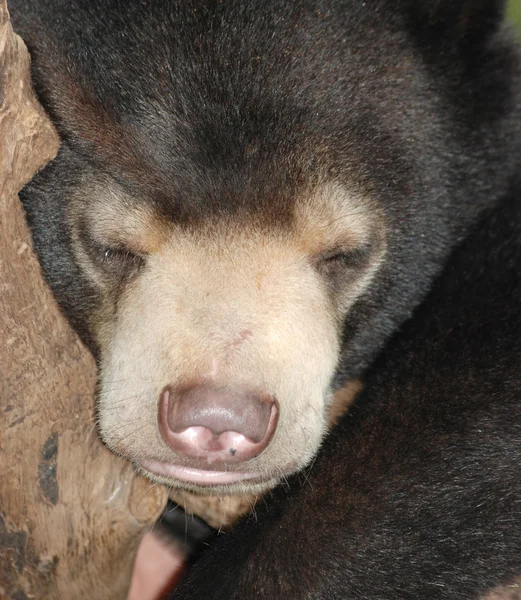 Śpiącym niedźwiedziu słońce — Zdjęcie stockowe