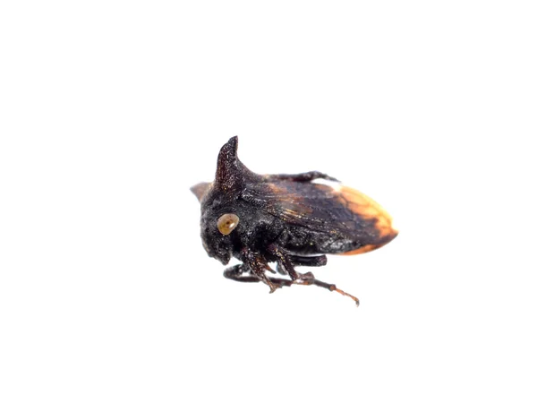 Hoorn cicade geïsoleerd — Stockfoto