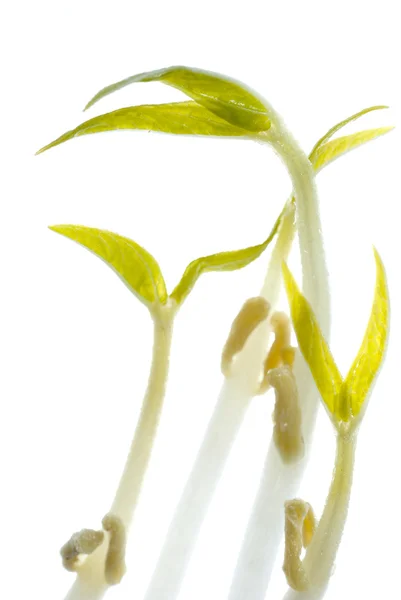 Bean sprout geïsoleerd — Stockfoto