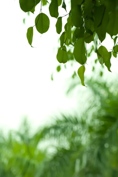 Banyan tree leaf — Stock Photo, Image