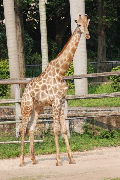 Girafa — Fotografia de Stock