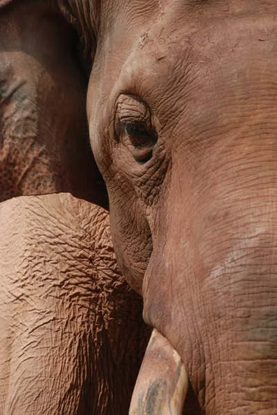 Faccia di elefante animale — Foto Stock