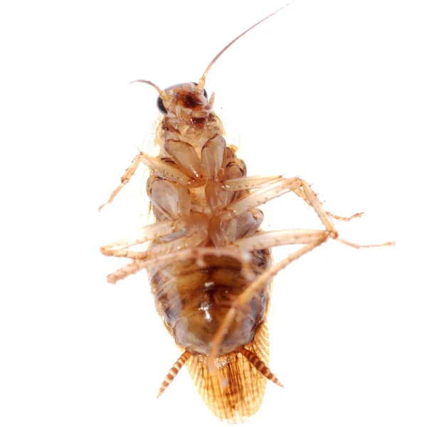Fallo de cucaracha aislado — Foto de Stock