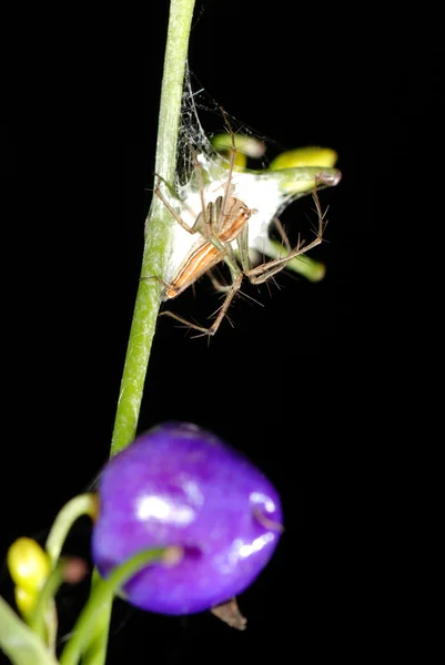 Araignée protéger cas oeuf — Photo