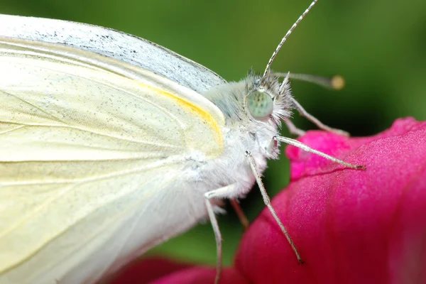 Farfalla bianca — Foto Stock